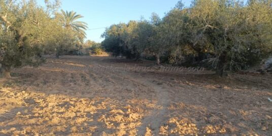 À Vendre Terrain à Hadadda- Djerba